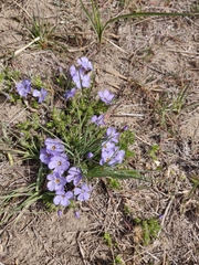 Phlox caespitosa