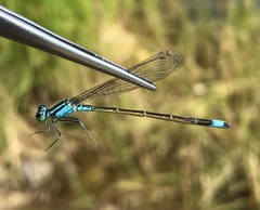 Ischnura elegans malikovae
