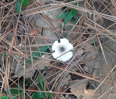 Agaricales