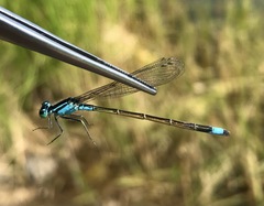 Ischnura elegans malikovae
