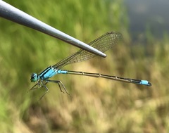Ischnura elegans malikovae