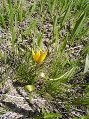 Tulipa sylvestris biebersteiniana