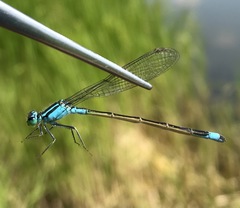 Ischnura elegans malikovae