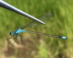 Ischnura elegans malikovae