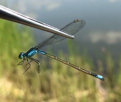 Ischnura elegans malikovae