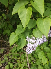 Syringa vulgaris
