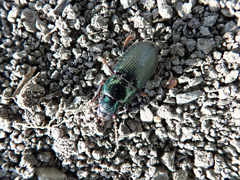 Harpalus honestus