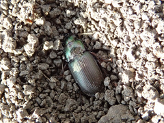 Harpalus honestus
