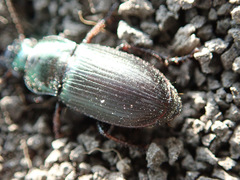Harpalus honestus