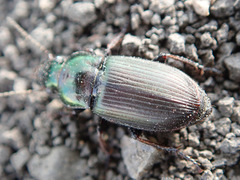 Harpalus honestus