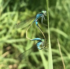 Ischnura elegans malikovae