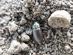 Harpalus honestus