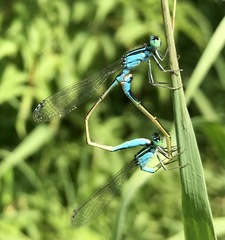 Ischnura elegans malikovae