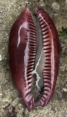 Macrocypraea cervinetta