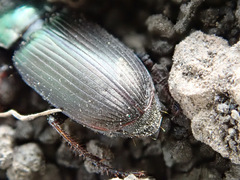 Harpalus honestus
