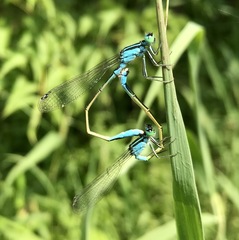Ischnura elegans malikovae