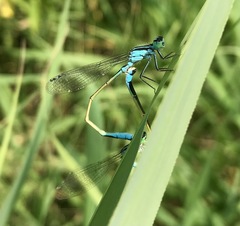 Ischnura elegans malikovae
