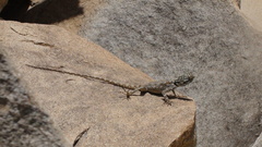 Acanthocercus adramitanus