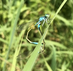 Ischnura elegans malikovae