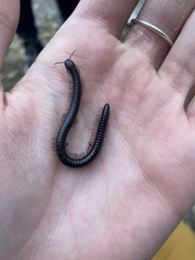 Californiulus