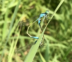 Ischnura elegans malikovae