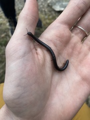 Californiulus