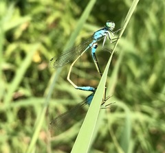Ischnura elegans malikovae