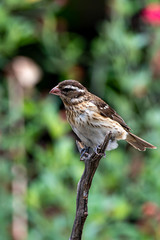 Pheucticus ludovicianus