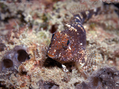 Hypleurochilus bermudensis