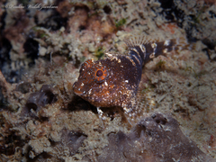 Hypleurochilus bermudensis