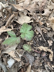 Geum