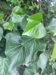 Hedera helix