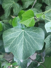 Hedera helix