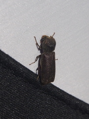 Bostrychopsis parallela