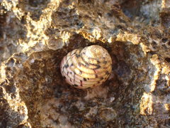 Nerita versicolor