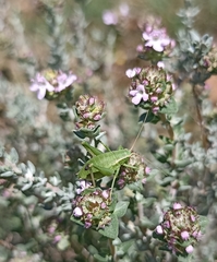 Isophya pyrenaea