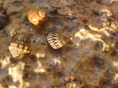 Echinolittorina ziczac