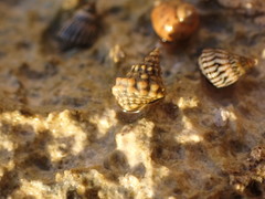 Echinolittorina tuberculata