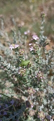 Isophya pyrenaea