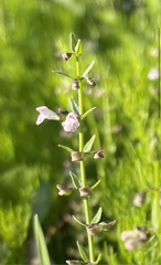 Scutellaria racemosa