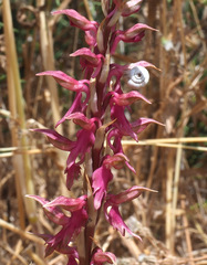 Anacamptis sancta