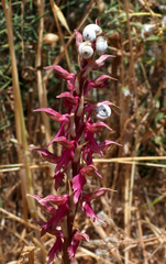 Anacamptis sancta