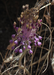 Allium daninianum