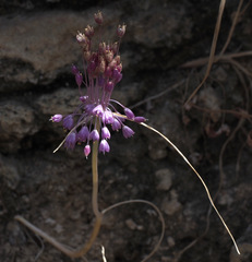 Allium daninianum