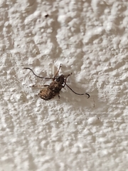 Phloeobius