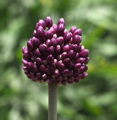 Allium ampeloprasum