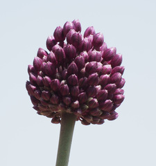 Allium ampeloprasum