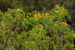 Leucaena retusa