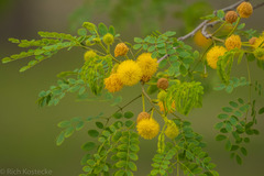 Leucaena retusa
