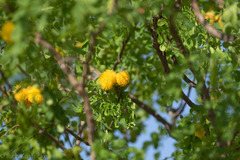 Leucaena retusa